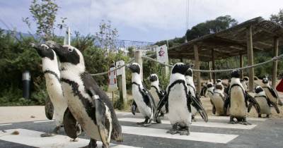 Hundreds of animals including penguins and seals need a new home as zoo closes - mirror.co.uk - Usa