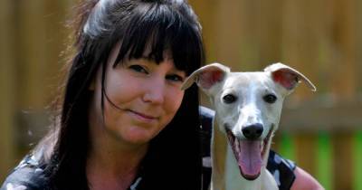 Dumfries whippet Olly in the running to be UK's top dog - dailyrecord.co.uk - Britain - Scotland