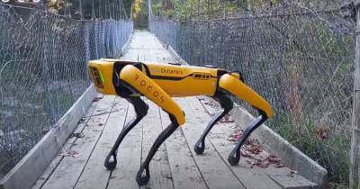 Dystopian robot dog that enforces social distancing now on sale to the public - dailystar.co.uk - Usa - city Boston