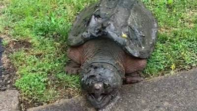 65-pound alligator snapping turtle found in Virginia neighborhood - clickorlando.com