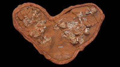 Researchers say they've solved the mystery of the missing dinosaur eggs - sciencemag.org - Usa - city New York - Mongolia