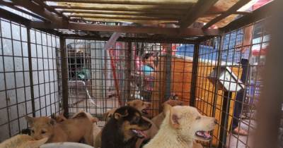 Puppies rescued from dog meat festival where animals are butchered and boiled - mirror.co.uk - China