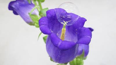 Drone-delivered soap bubbles could help pollinate flowers - sciencemag.org - Japan