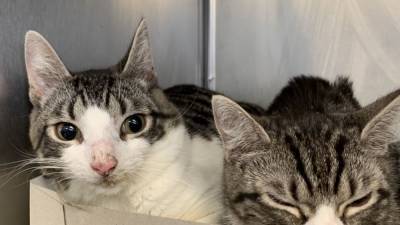 Pennsylvania SPCA rescues 105 cats and kittens from Lancaster County property - fox29.com - state Pennsylvania - county Lancaster