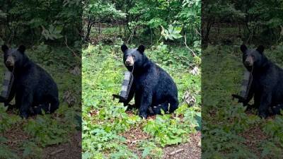 Bear Watch: Black bear spotted in Blackwood, New Jersey, eating from bird feeder - fox29.com - Washington - state New Jersey - state Delaware - city Washington