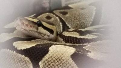 Bonita Springs - Snakes, tortoises stolen from Florida animal park - clickorlando.com - state Florida - county Garden - Russia