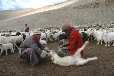 India-China Himalayan standoff deadly for cashmere herds - clickorlando.com - China - India