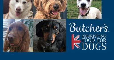 The UK's hero dogs providing a 'lifeline' for owners in isolation - mirror.co.uk - Britain