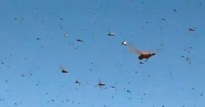 'Astonishing' huge swarm of locusts sweeps through farmland and ruins crops - mirror.co.uk - Argentina - Paraguay - Santa Fe