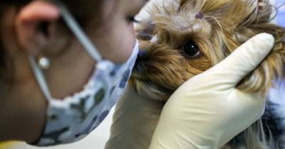 Risk of dogs and cats spreading coronavirus addressed by leading pet charity - dailyrecord.co.uk