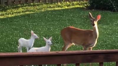 Missouri woman catches 2 rare ‘ghost deer’ on camera - fox29.com - state Missouri