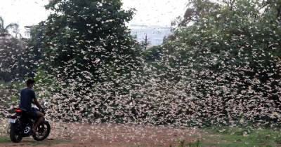 India fighting two plagues as locusts devastate food supply as coronavirus surges - mirror.co.uk - India - Pakistan