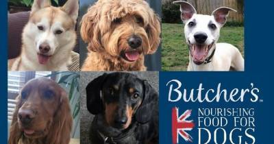 The UK's hero dogs providing a 'lifeline' for owners in isolation - manchestereveningnews.co.uk - Britain