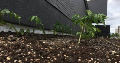 Winnipeg - Community garden crops up in St. Vital - globalnews.ca - Canada - Mexico