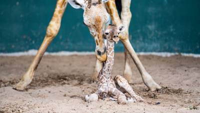 Busch Gardens welcomes baby giraffe just in time for World Giraffe Day - fox29.com - state Florida - county Day - county Bay - county Garden - city Tampa, state Florida