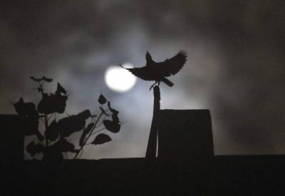 Solar eclipse wows stargazers in Africa, Asia, Middle East - clickorlando.com - city Dubai