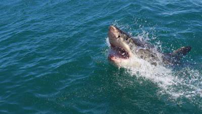 Florida shark attacks drop during coronavirus pandemic - clickorlando.com - Usa - Australia - state California - state Florida - county Brevard