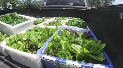 Urban farms provide fresh produce during coronavirus pandemic - clickorlando.com - state Florida