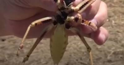 Carnivorous locust swarm attacks farmers' fields as 6-inch creatures infest land - dailystar.co.uk - Turkey