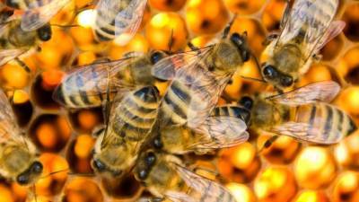 US honeybees are doing better after bad year, according to survey - fox29.com - Usa - state Maryland - county Frederick