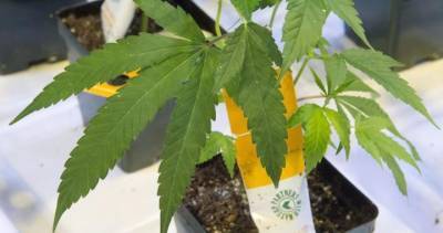 Edmonton-based Aurora Cannabis to lay off staff, close 5 Canadian sites - globalnews.ca - Canada