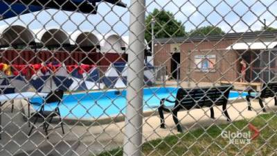 Felicia Parrillo - Some residents upset over Montreal West pool fees - globalnews.ca