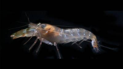 This shrimp has some of the fastest eyes on the planet - sciencemag.org