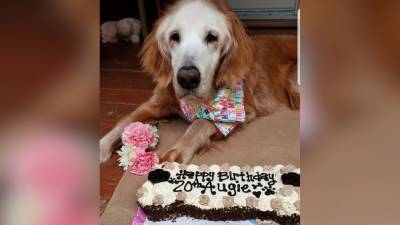 Tennessee golden retriever celebrates record-breaking 20th birthday with cake and family - fox29.com - state Tennessee - county Oakland - county Sherman