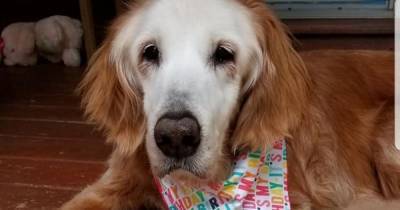 'World's oldest' golden retriever named Augie celebrates her 20th birthday - mirror.co.uk - state Tennessee