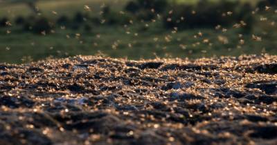 Flying Ant Day invasion arrives and the annoying little critters are 'everywhere' - dailystar.co.uk - Britain