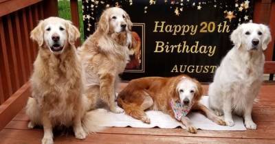 Dog celebrates 120th birthday and is named oldest golden retriever in history - dailystar.co.uk - Usa - state Tennessee - county Oakland