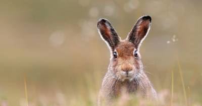Move to make mountain hares a protected species angers Perth-based group - dailyrecord.co.uk