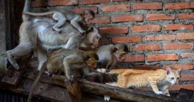 Thailand’s ‘Monkey City’ overrun by gangs of hungry, horny macaques - globalnews.ca - Thailand