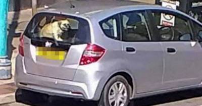 Dog 'left in car boot' outside KFC as mercury hits 31C on hottest day of year - dailystar.co.uk