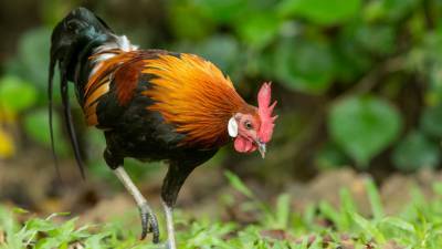 The chicken first crossed the road in Southeast Asia, ‘landmark’ gene study finds - sciencemag.org - China - Antarctica