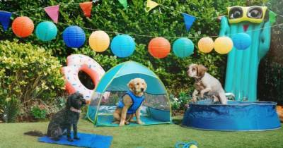 Pets at Home launches new dog range including awesome paddling pool for 25% off - dailystar.co.uk