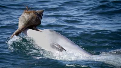 Dolphins learn unusual hunting behavior from their friends - sciencemag.org - Australia - county Bay - state Virginia