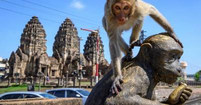 Aggressive sex-crazed monkeys take over Thai city forcing residents to flee homes - dailystar.co.uk - Thailand