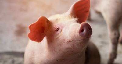 Fears pigs may become 'hosts of future pandemic' as study in coronavirus warning - dailystar.co.uk - China