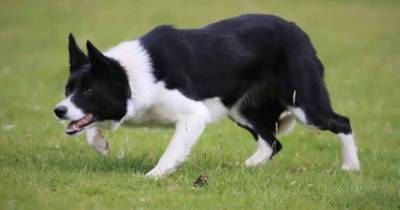Farmer sells talented sheepdog who is a Youtube star for record sum at auction - mirror.co.uk - Britain