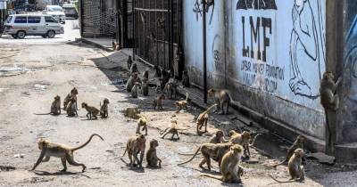 Humans forced to hide from sex addicted monkeys who set up HQ in disused cinema - mirror.co.uk - Thailand