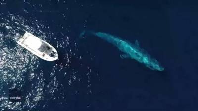 Stunning drone video captures massive blue whale swimming near boat - fox29.com