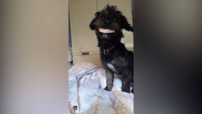 Denture-stealing dog becomes 'acci-dental' internet sensation - fox29.com - state Tennessee