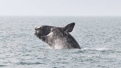 North Atlantic right whale off Jersey Shore likely collided with ship - fox29.com - New York - state New Jersey - Jersey