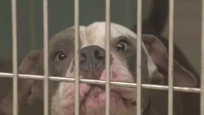 Marion County Humane Society temporarily closes as cases of COVID-19 rise - clickorlando.com - state Florida - county Orange - county Marion