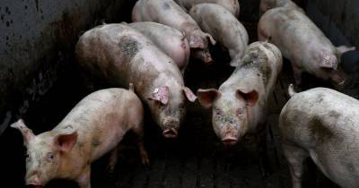 New flu virus with 'pandemic potential' found in pigs in China and can infect humans - mirror.co.uk - China