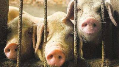 China study warns of possible new 'pandemic virus' from pigs - livemint.com - China - Usa - city Shanghai