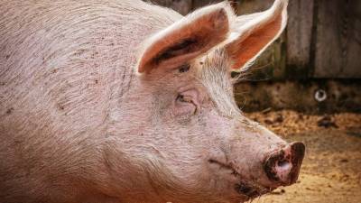 Swine flu strain with 'human pandemic potential' found in more Chinese pigs, scientists say - fox29.com - China