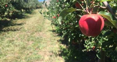 ‘Real threat to food security’: pandemic blamed for drop in Okanagan’s fruit production - globalnews.ca