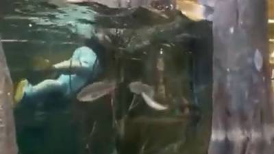 Man arrested for swimming in Bass Pro Shops fish tank says he was seeking TikTok fame - fox29.com - state Louisiana
